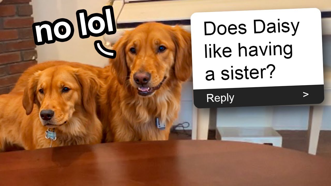 My Dogs Answer Fans Questions!