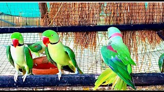 Beautiful Parrots Video || Parrot Video || Parrots #Parrots