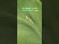 『真夏の西遊記🐒』おチビカマキリの孫悟空と三蔵法師の掌!?️のコラボ✨@里芋の自然栽培🌱