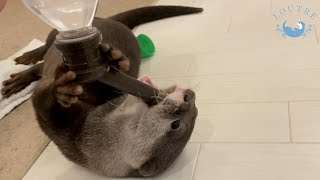 カワウソの、水の飲み方のクセが強いんじゃ！！ Otter drinks water so uniquely!