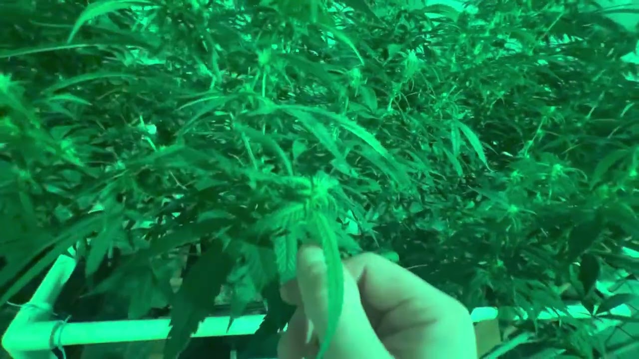 Day 14 of flower update. Advanced nutrients in coco.