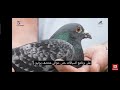 مايكل شيميل  2