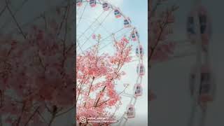 Cherry blossom 🌸 some peaceful scenaries #japan #anime #animeedits #animelover #animeworld #animefan
