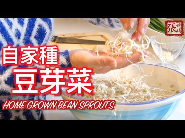 ★ 自家種發芽菜 簡單做法★ | How to grow bean sprouts at home easy DIY | 張媽媽廚房Mama Cheung