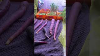 Surprisingly Big Late November Harvest
Surprisingly Big Late November Harvest Surprisingly Big Late November Harvest