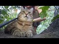 Толстый кот Степа встречает осень и кайфует на травке