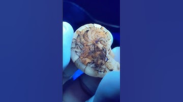 My First Washington State Nautilus Fossil Under UV! #shorts