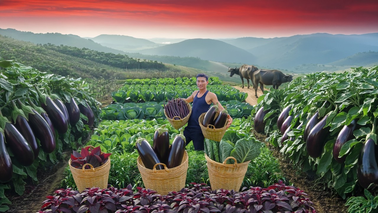 Harvest Amaranth, Water Spinach, Eggplants After 90 Days Of Planting To Sell – Farm Life Of Chairman