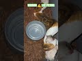 WARNING ⚠️ LIVE FEEDING #warning #live #feed #feeding #livefeed #ballpython #reptiles #wildlife #bp