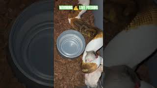 WARNING ⚠️ LIVE FEEDING #warning #live #feed #feeding #livefeed #ballpython #reptiles #wildlife #bp