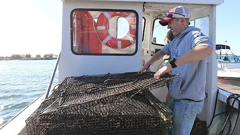 Joe O'Reilly '18 Researches Atlantic Surf Clams in...