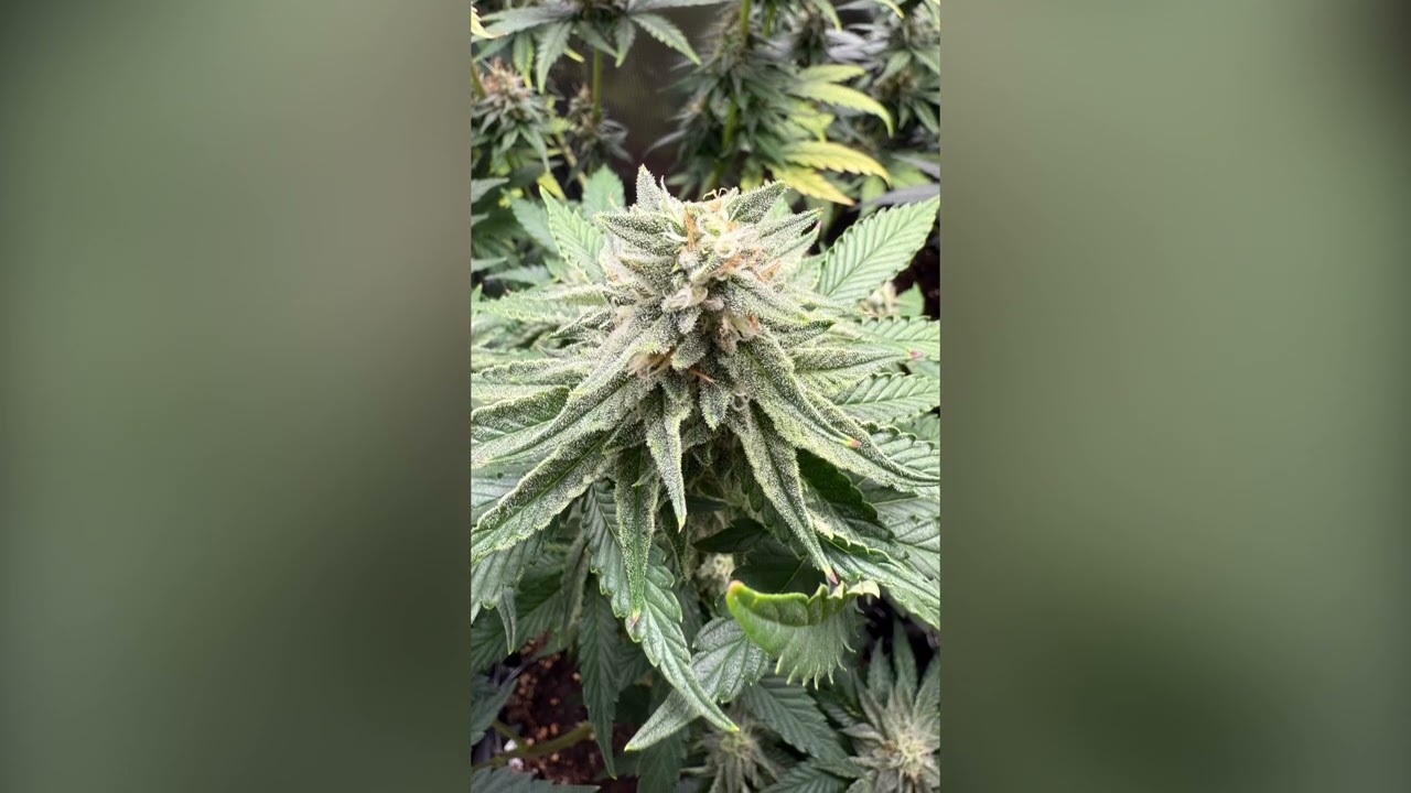 Growtagebuch-Blütewoche 5