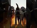 How Elephants Help a Newborn Calf Stand for the First Time.