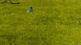 Master Multimedia showreel 2005/06