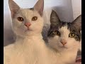🐈 Кошки - Феномены 🐈 Подборка смешных котов и  котят для хорошего настроения! 😸
