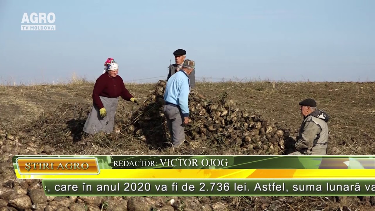 Contribuții de asigurări sociale pentru zilieri – AGRO TV News