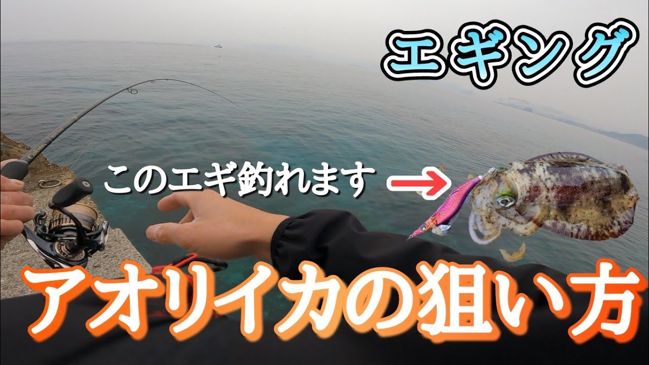 【エギング】アオリイカが釣れるまでノーカット。アオリイカの釣り方と動作。おすすめエギはこれ。 - YouTube