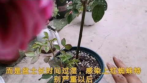 月季得了紅蜘蛛不要怕，教你最有效的防治方法！ - 天天要聞