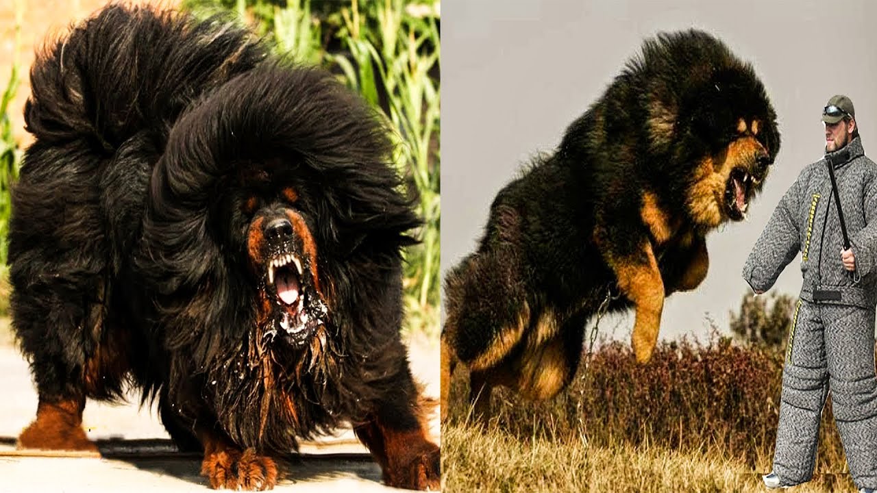 Top 10 Most Dangerous Dog Breeds In The World Youtube