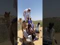 مشغولون بأنشطة جديدة لمنح الجمل راحة تامة mp3