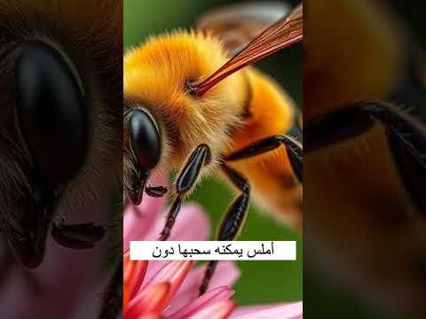 النحلة تموت بعد لدغتها الأولى
