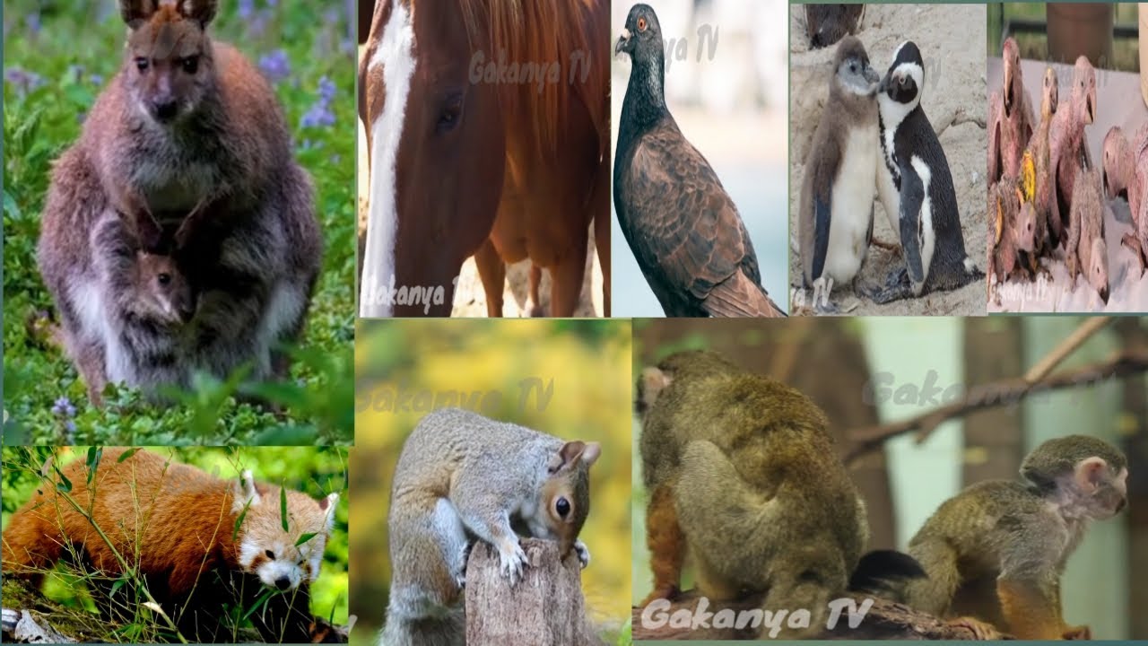 Beautiful Pet animals video with relaxing sound learn how to love animals cute cats, puppies
