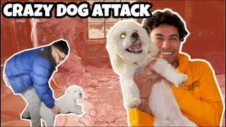 CRAZY DOG ATTACK!