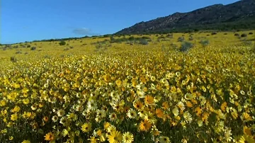 Relaxing The Mind - One Minute Meditation # 5- Soothing, Relaxing Experience - Brahma Kumaris