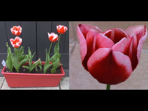 Planter des bulbes de tulipes en pot / Balcon / How to Plant Tulip Bulbs -  thptnganamst.edu.vn