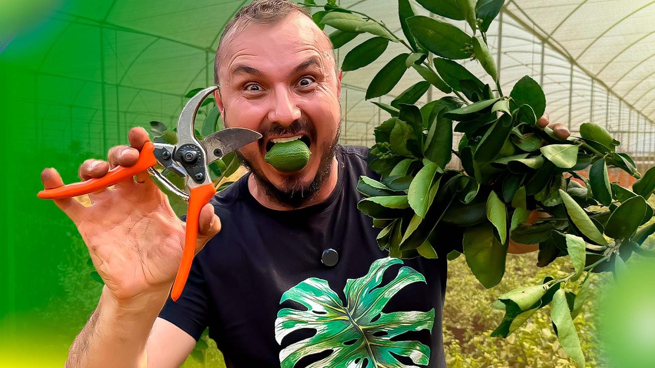 Como PODAR LIMOEIRO E LARANJEIRA para Produzir o ANO INTEIRO