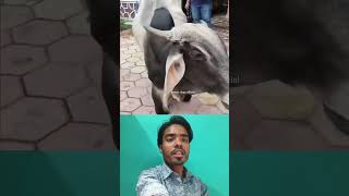 Blessings of the Bull Ganesha 😎❤️ Sigma rule inspirational quotes motivational #shorts #motivational