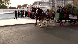 VIDEO: White House Christmas tree arrives