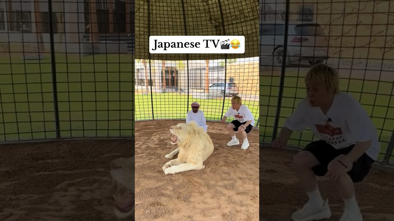 Humaid Albuqiash lion attacked Japanese tv anchor 🥶 