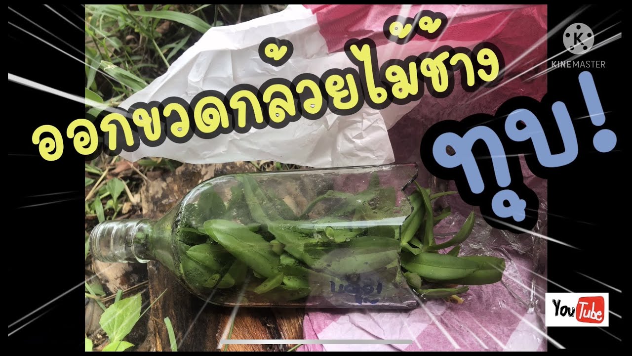 ออกขวดกล้วยไม้ช้าง