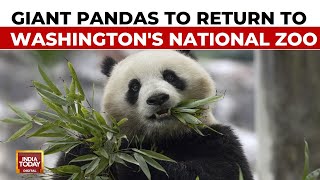 Panda Party Is Back On As Giant Pandas Will Return To Washington's National Zoo By Year's End