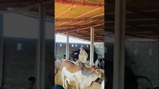 Mastiya to check karo ❤️‍🩹🐂🫀🥀 #subscribe #cow