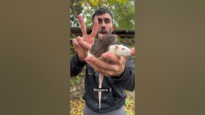 ¡Las ratas son animales increibles!🐀🐁