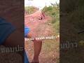 crazy rider ☠️💯💀#shorts #shortvideo #crazyrider #viralvideo #youtubeshorts