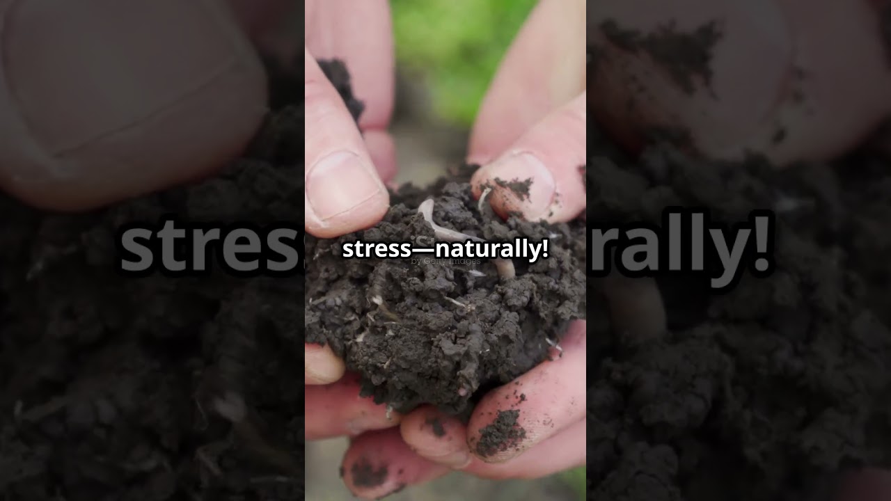 Endophytic and Rhizospheric Microorganisms for Sustainable Organic and Regenerative Agriculture