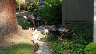 Wild Turkeys In Fremont: Part 3!