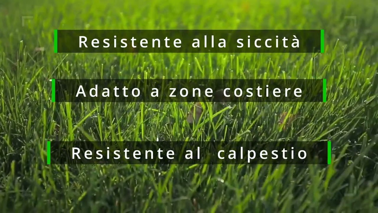 Prato Sostenibile Sementi Per Prato Battle Per Zone Costiere - Miscela Resistente A Sale E Siccità Sementi Prato Zone Costiere