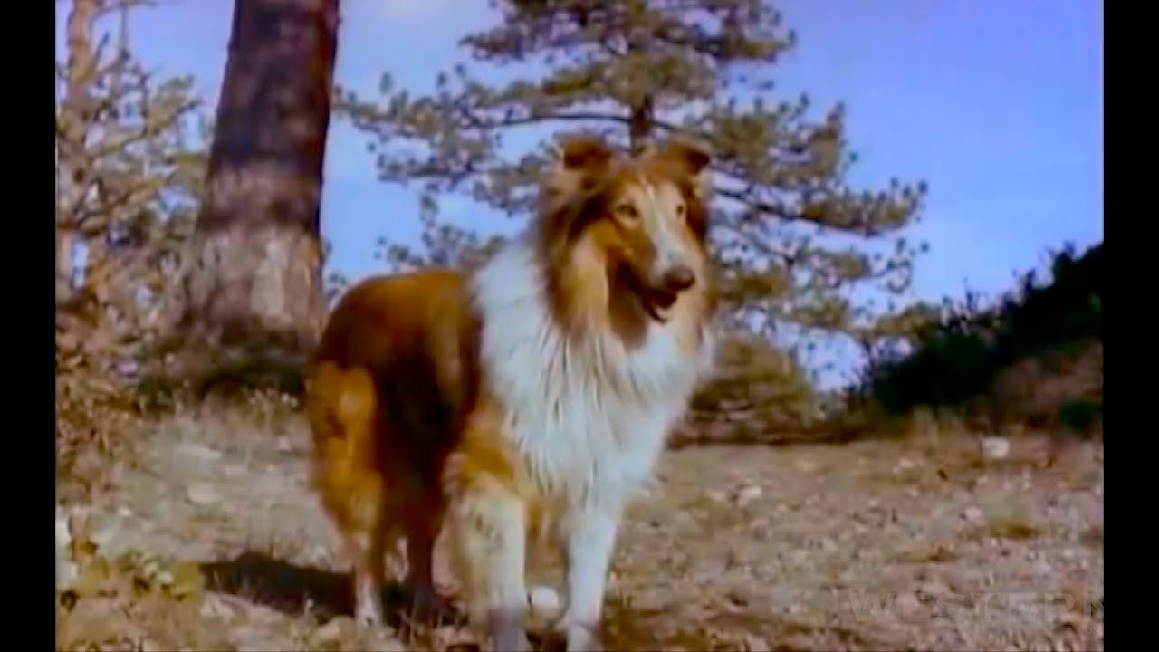 The Painted Hills Lassie Western Movie Full Length Color With Special Interview Youtube