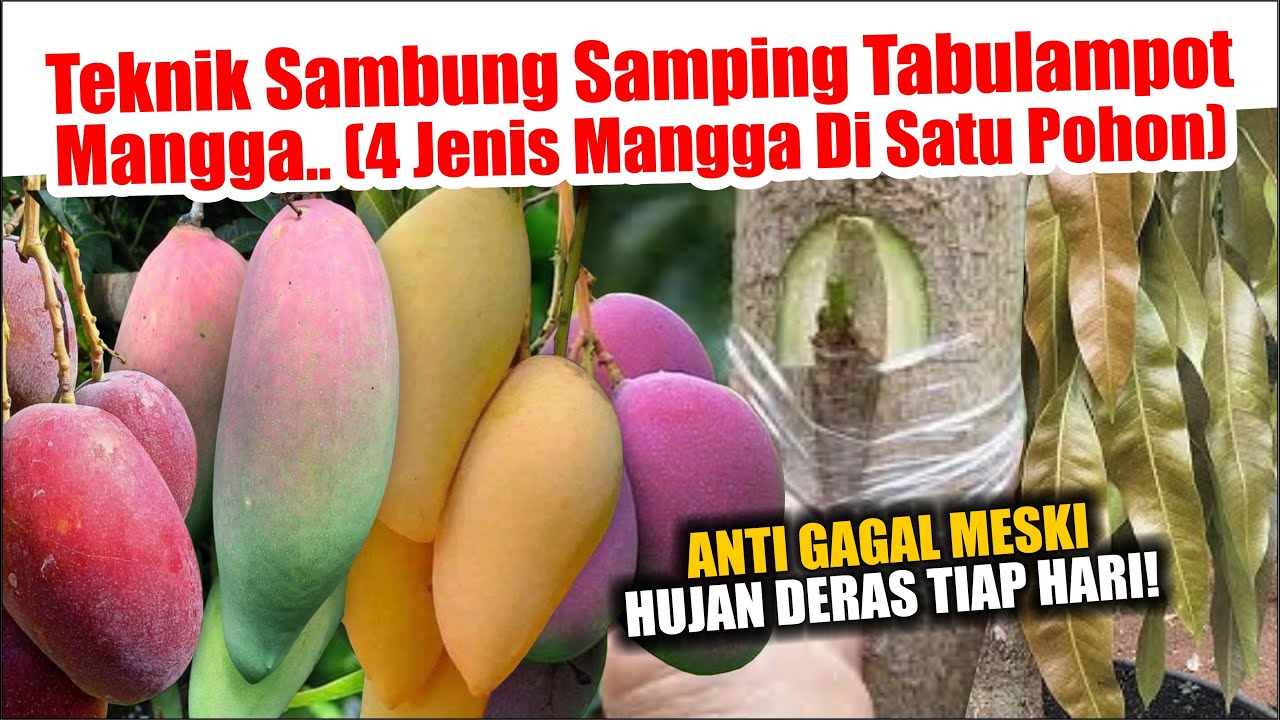 MANGGA 4 INI 1 DALAM SATU POHON!! GRAFTING ANTI GAGAL MESKI HUJAN DERAS TIAP HARI!!