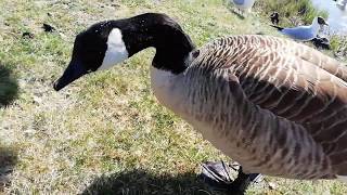 Fåglar Vid Växjösjön Del 2