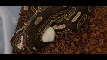 I am back | WARNING LIVE FEEDING VIDEO | #GOTTHATSHIT #BPL #lovelock #BallPythonLove #livefeeding