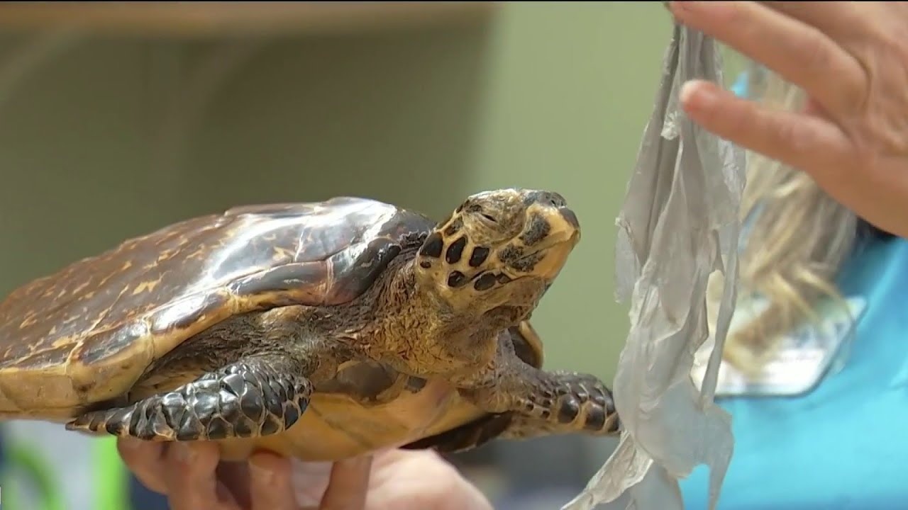 Behind-the-scenes look at Solutionaries: Keeping our beaches clean