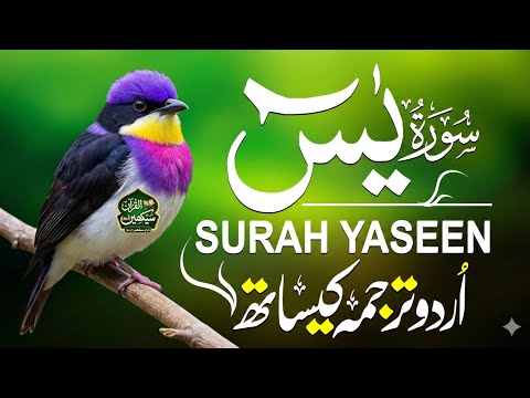 Surah Yaseen With Urdu Translation By Qari Mansoor Ghaznawi I Urdu And Hindi Tarjuma