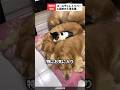 大きい兄弟たちに囲まれて寝るのが好きな猫