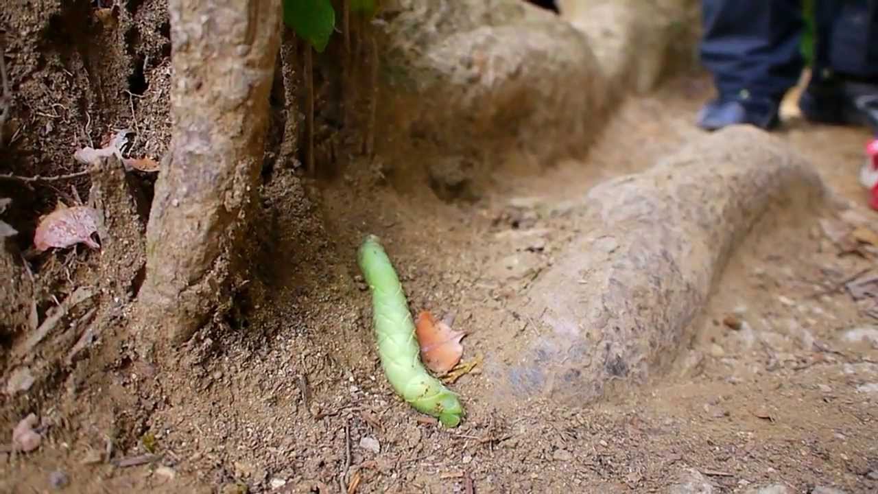 [NagatoPyon] Giant Caterpillar @ Mt. Takao