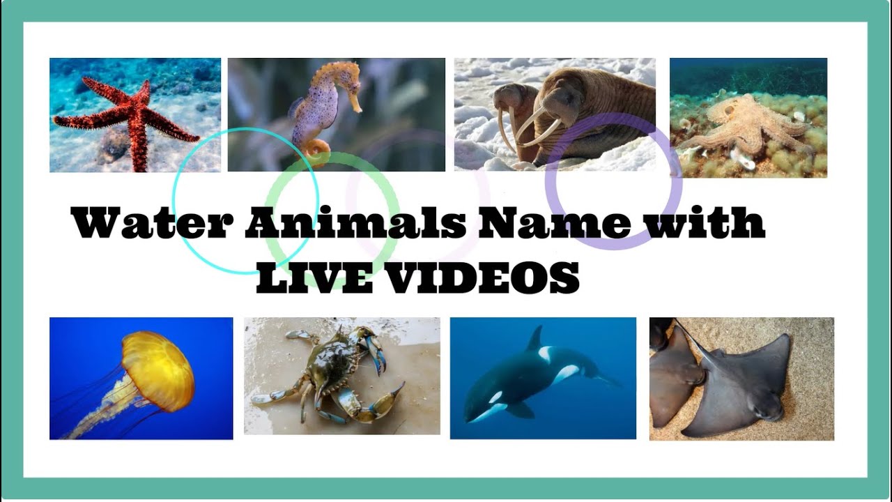 20 Water Animals Name with LIVE EXAMPLES / Water Animals Name in